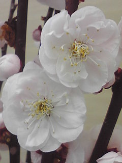 2011.3 065.jpg