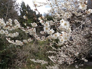 2012.3 242.jpg