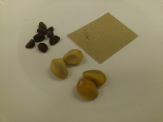 20130516Biɏj.JPG