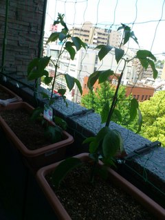 20130524HipbVAցj.JPG
