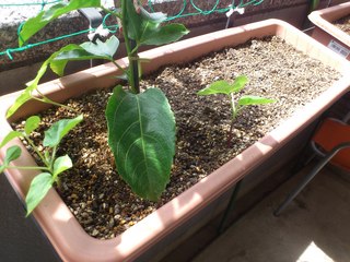 20130605BipbVɋ߂ɒj.JPG