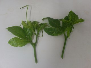 20130605HipbVESj.JPG